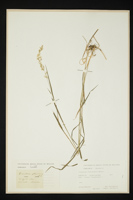 Trisetum flavescens