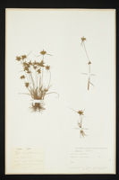 Cyperus flavescens