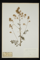 Thalictrum flavum