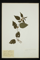 Lamium flexuosum