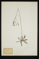 Hieracium florentinum