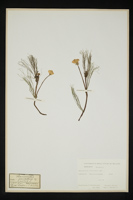 Ranunculus fluitans