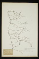 Ranunculus fluitans