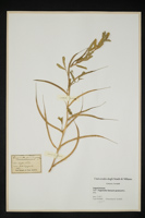 Trigonella foenum-graecum