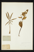 Helleborus foetidus