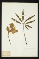 Helleborus foetidus