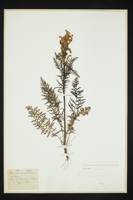 Pedicularis foliosa