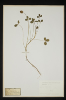 Trifolium fragiferum