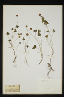 Trifolium fragiferum