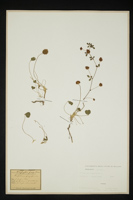 Trifolium fragiferum