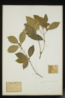 Olea fragrans