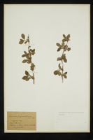 Lonicera fragrantissima