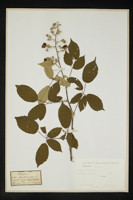 Rubus fruticosus