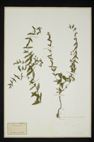 Scutellaria galericulata