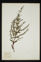 Scutellaria galericulata