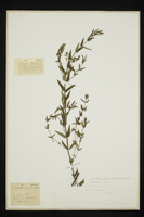 Scutellaria galericulata