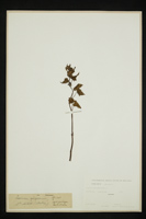 Lamium garganicum