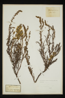 Myricaria germanica