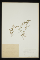 Herniaria glabra