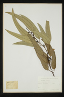 Eucalyptus globulus