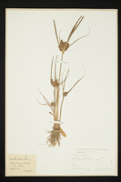 Cyperus glomeratus