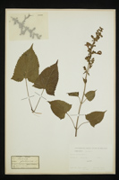 Salvia glutinosa