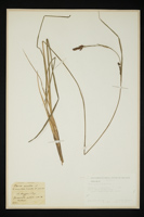 Carex gracilis