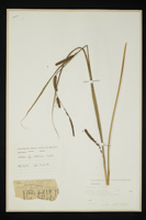Carex gracilis