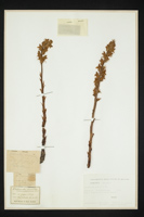 Orobanche gracilis