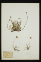 Scabiosa graminifolia