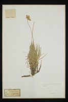 Scabiosa graminifolia