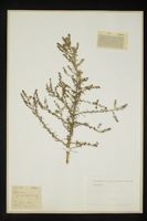 Lepidium graminifolium