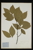 Fagus grandifolia