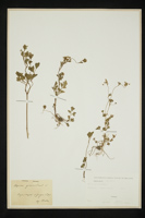 Apium graveolens