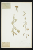 Centaurea gymnocarpa