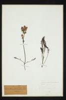 Pedicularis gyroflexa