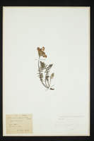 Pedicularis gyroflexa