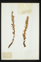 Orobanche hederae