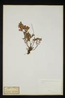 Hedysarum hedysaroides