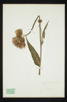 Cirsium helenioides
