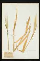 Hordeum hexastichum