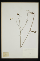 Picris hieracioides