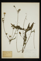 Picris hieracioides