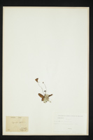 Pinguicula hirtiflora