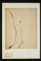 Bromus hordeaceus