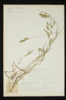 Bromus hordeaceus