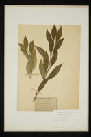 Ruscus hypoglossum