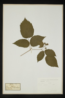 Rubus idaeus