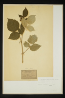 Rubus idaeus