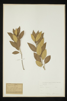 Quercus ilex